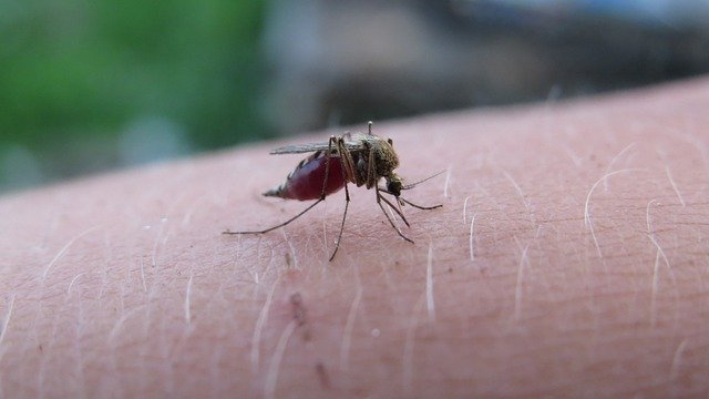 MALARIA: CAUSES, SYMPTOMS AND TREATMENT